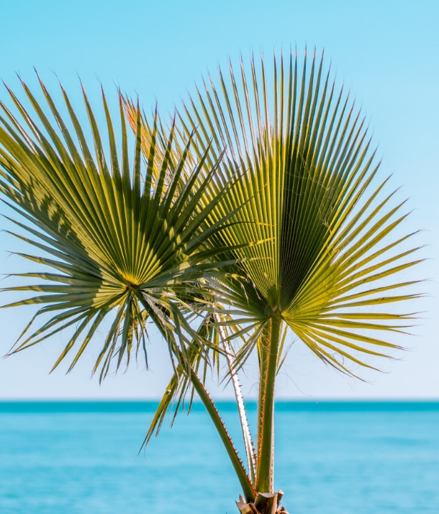 Palm tree on the coast